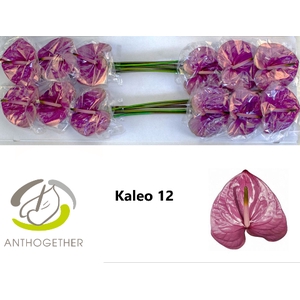 ANTH A KALEO 12