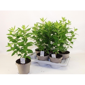 PHLOX P WHITE FLAME