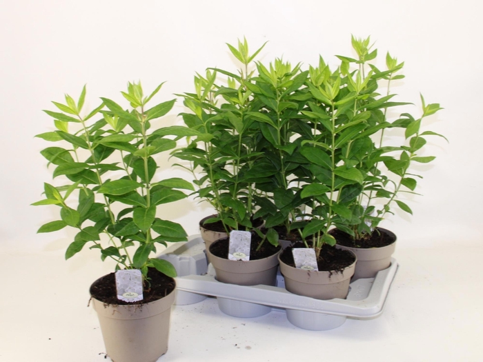 <h4>PHLOX P WHITE FLAME</h4>