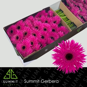 Gerbera Spider Nola Doos