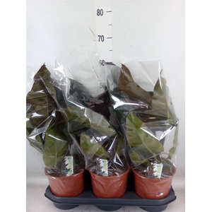 Philodendron  'Imperial Red'