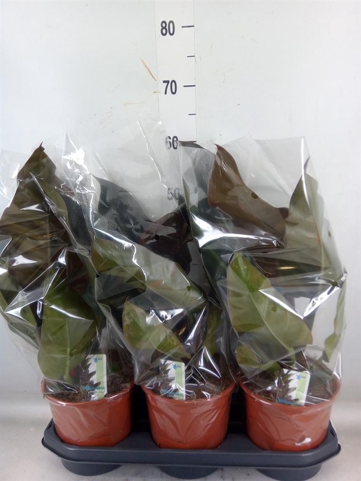 <h4>Philodendron  'Imperial Red'</h4>