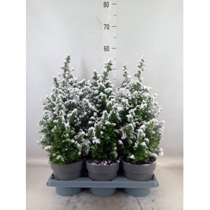 Chamaecyparis thyo. 'Top Point'