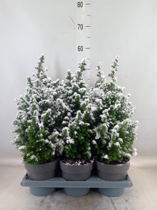 <h4>Chamaecyparis thyo. 'Top Point'</h4>