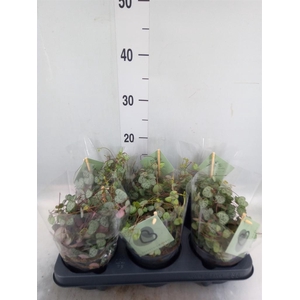 Ceropegia woodii ssp. woodii