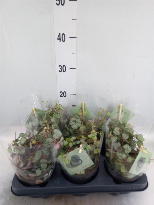 <h4>Ceropegia woodii ssp. woodii</h4>