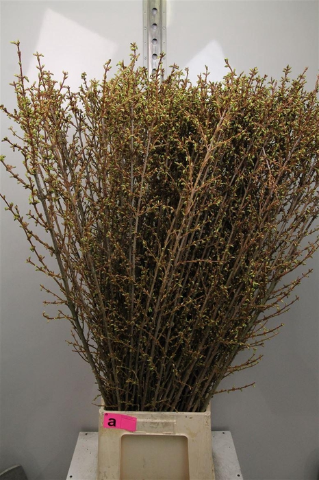 <h4>Forsy I Spectabilis</h4>