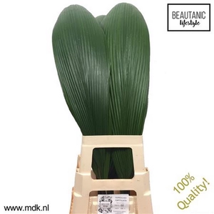 Curculigo Capitulata MDK