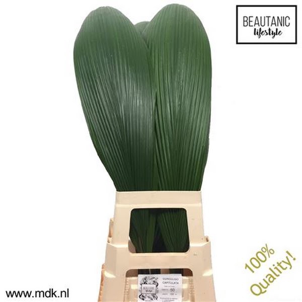 <h4>Curculigo Capitulata MDK</h4>