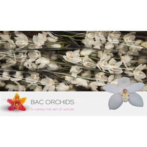 Cymb T Early White