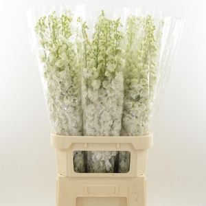 Delphinium Snow White