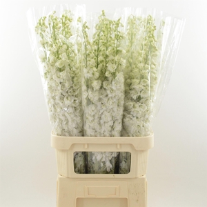 Delphinium Snow White