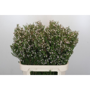 Chamelaucium Snow Flake