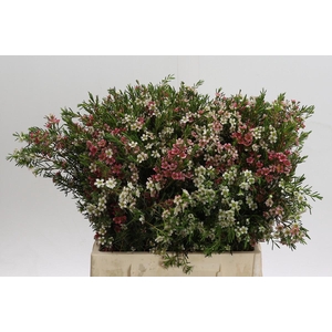 Chamelaucium My Sweet 16