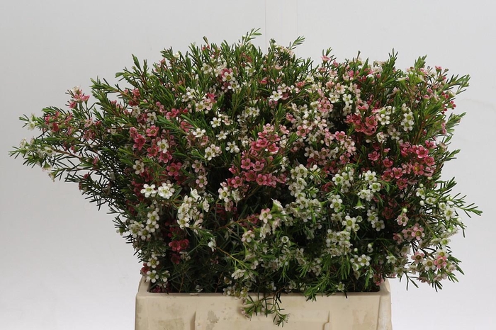 Chamelaucium My Sweet 16