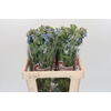 Oxypetalum Tweedia Blue