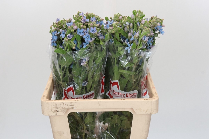 <h4>Oxypetalum Tweedia Blue</h4>