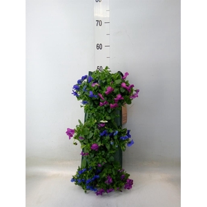 Viola corn. 'Evo Mini'   ...mix