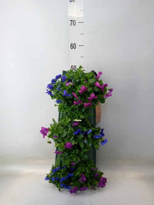 <h4>Viola corn. 'Evo Mini'   ...mix</h4>