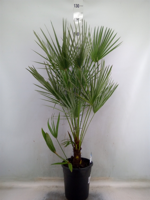 <h4>Chamaerops humilis</h4>