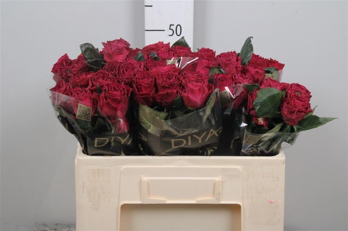 <h4>R Gr Venturoso</h4>