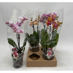 PHAL GEM