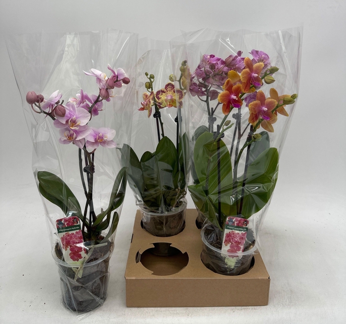 <h4>PHAL GEM</h4>
