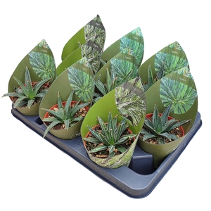 AGAV VICTORIAE-REGIN