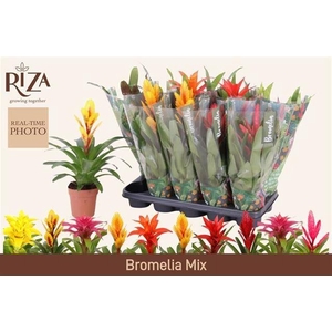 BROMELIA GEM 6 SRT