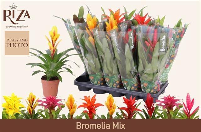 <h4>BROMELIA GEM 6 SRT</h4>