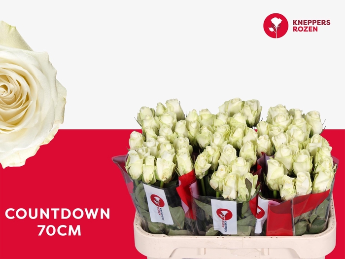 <h4>R GR COUNTDOWN!</h4>