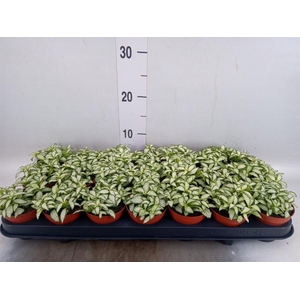 Fittonia  'Mosaic White Forest Fla'