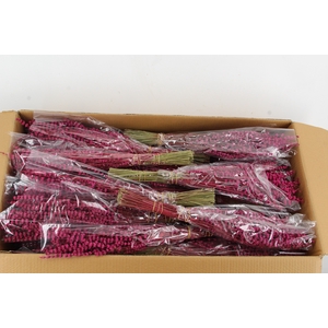 PF Lavendel Cerise