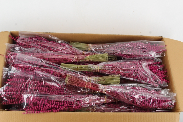 <h4>PF Lavendel Cerise</h4>