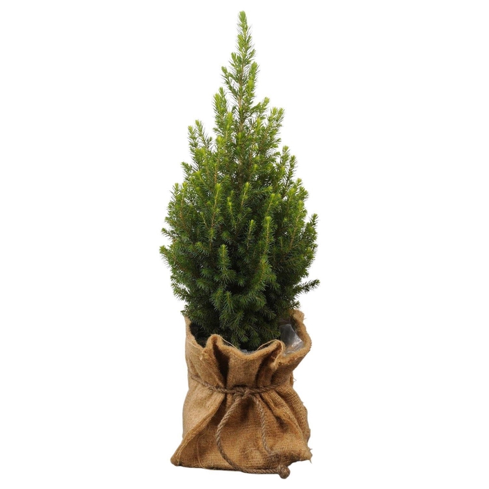 <h4>Picea glauca 'Conica'</h4>