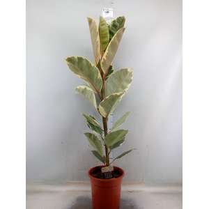 Ficus elastica 'Tineke'