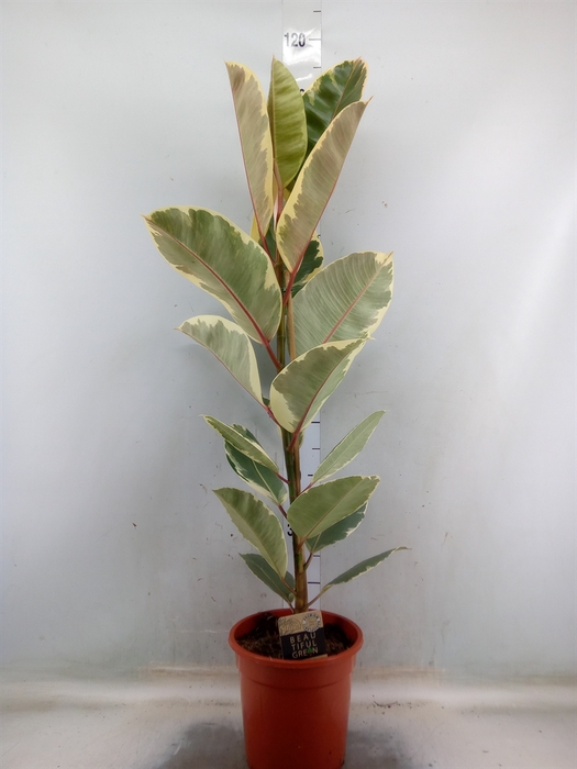 <h4>Ficus elastica 'Tineke'</h4>