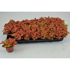Fittonia   ...