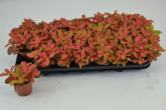 <h4>Fittonia   ...</h4>