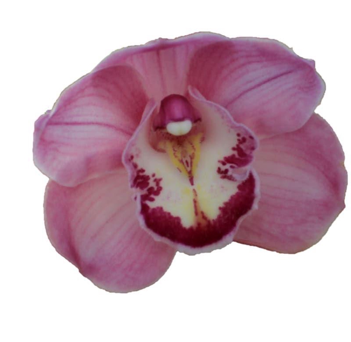 <h4>CYMB T KIWI SUE</h4>