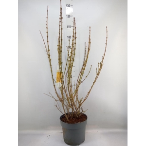 Forsythia intermedia 'Weekend'