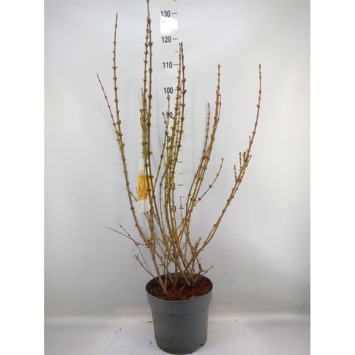 <h4>Forsythia intermedia 'Weekend'</h4>