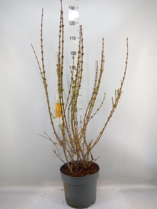 <h4>Forsythia intermedia 'Weekend'</h4>