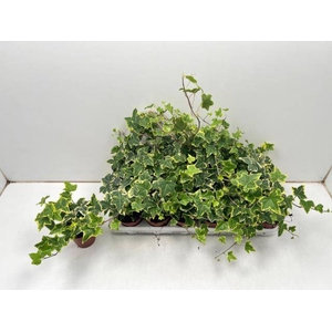 Hedera helix Goldchild 9Ø 15cm