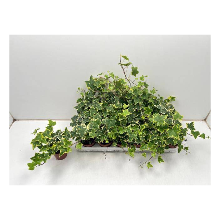<h4>Hedera helix Goldchild 9Ø 15cm</h4>