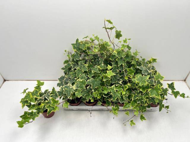 Hedera helix Goldchild 9Ø 15cm