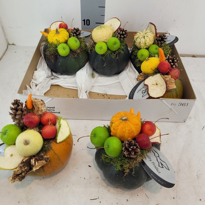 <h4>CUCURBITA OV</h4>