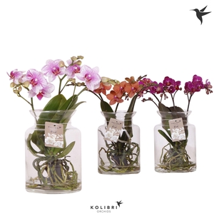Kolibri Orchids Phalaenopsis Roots mix in glas stolp transparant