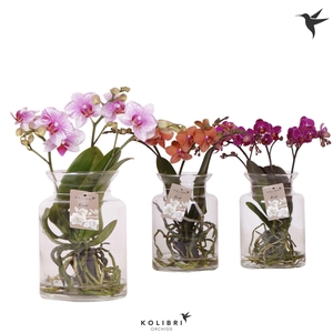 Kolibri Orchids Phalaenopsis Roots mix in glas stolp transparant