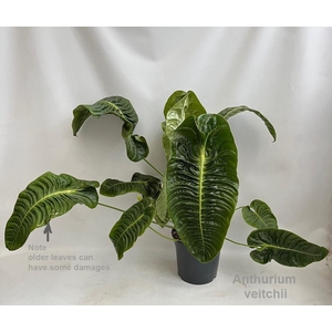 Anthurium veitchii XL 27cm [King Anthurium]